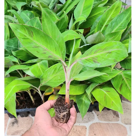 Kit 5 Mudas De Banana Nanica Já Com 20cm  Satisfação 100%