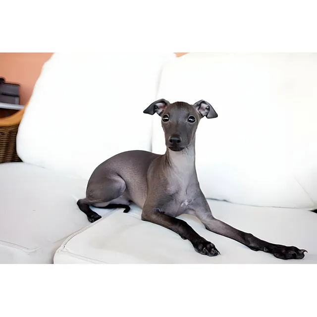Perros Galgo Italiano Con Pedigree Cachorros Lebrel Italiano