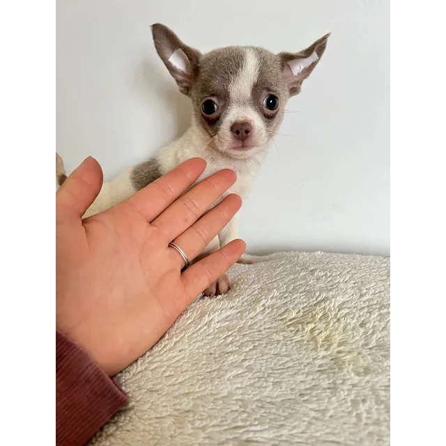 Cachorra Chihuahua De Bolsillo Blanca Con Lilac