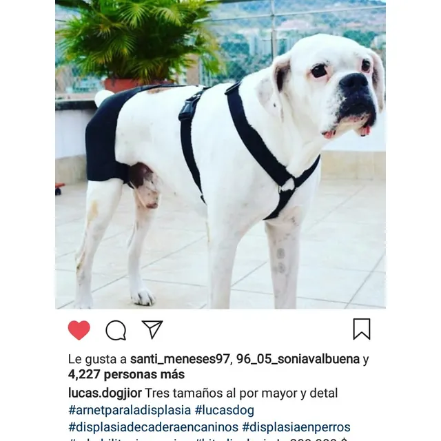 Arnes Para La Displasia De Cadera En Perros Xs,s,m,l,xl,xxl