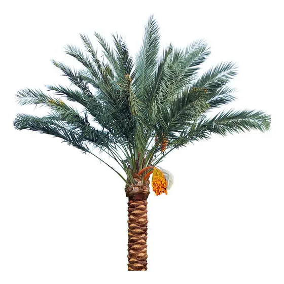 20 Semillas De Palma Datilera Palmera Medjool / Deglet Nour
