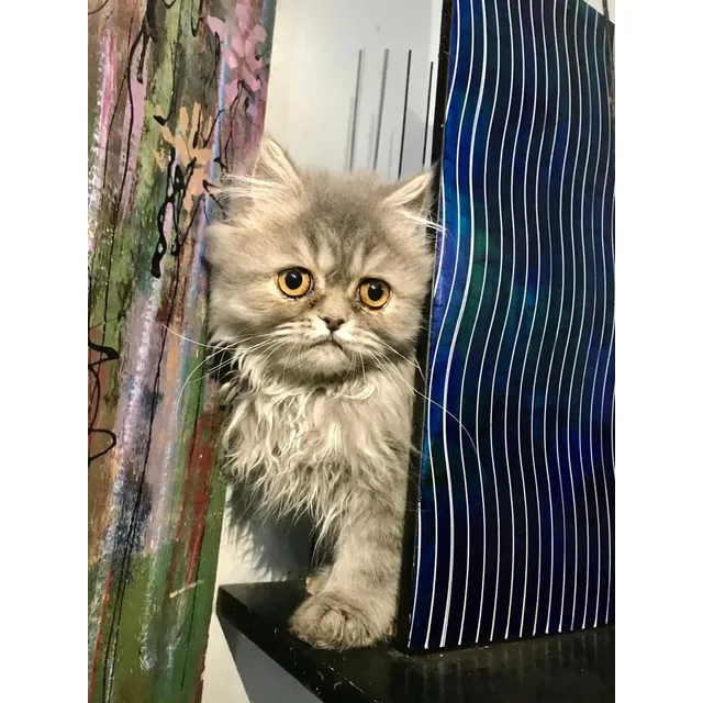 Hermosa Gatita Persa Color Blue Grey  Una Gris Azul Adorable