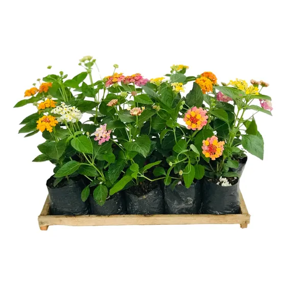 Kit 20 Mudas De Lantana Cambará - Cores Variadas 