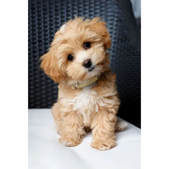 Caniche Mini Y Micro 