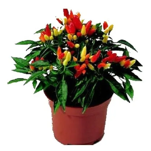 100 Sementes Pimenta Floribela Ornamental  Comestível
