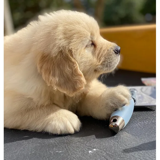Golden Retriever Hembras Y Machos Disponibles Ahora