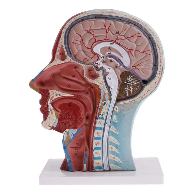 Modelo De Nervo Vascular 1:1 De Cabeça E Pescoço Humano
