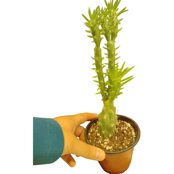 Cactus Cerebro Verde Oscuro