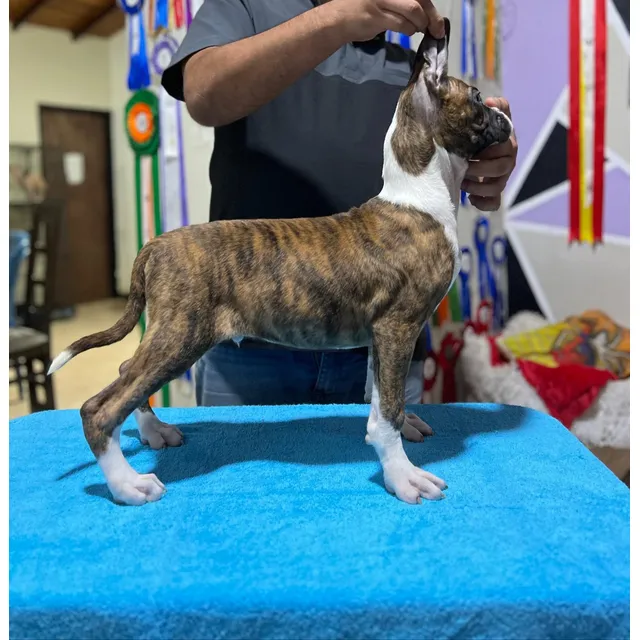 Cachorros Boxer Machos Con Pedigree