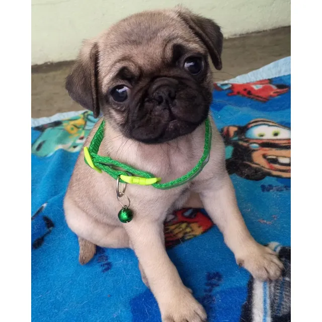 Cachorra Pug Carlinos(380)v