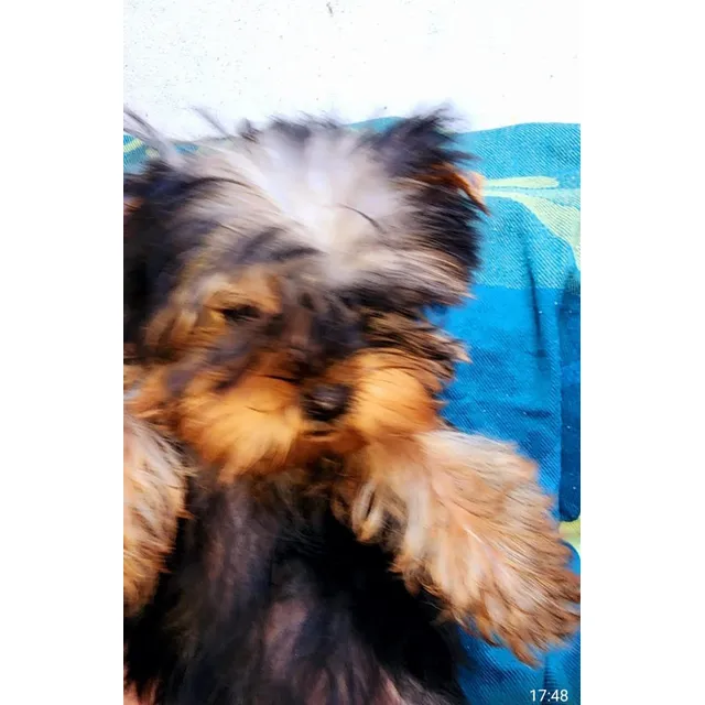 Yorkshire Macho 3 Meses Super Mini