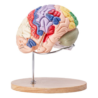 Modelo De Cerebro Humano Anatomico Desmontable Estudio Modelo De Cerebro Humano Anatomico Desmontable Estudio