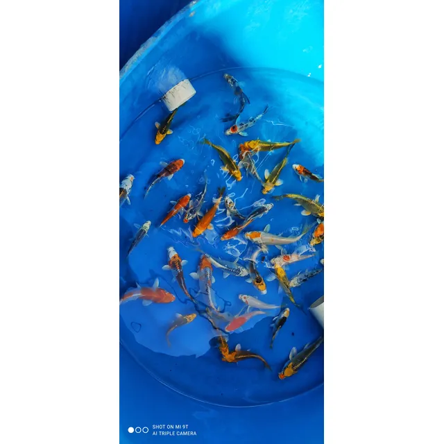 Peces Koi Clasificados