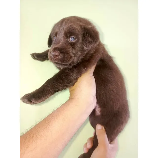 Labrador Macho Color Chocolate Y Dorado En Venta