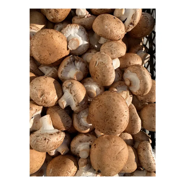 Hongos Frescos Portobellos Primera Calidad 1 Kilo