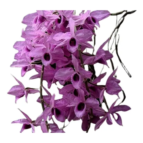 Orquidea Dendrobium Anosmum Tipo * Adulta *