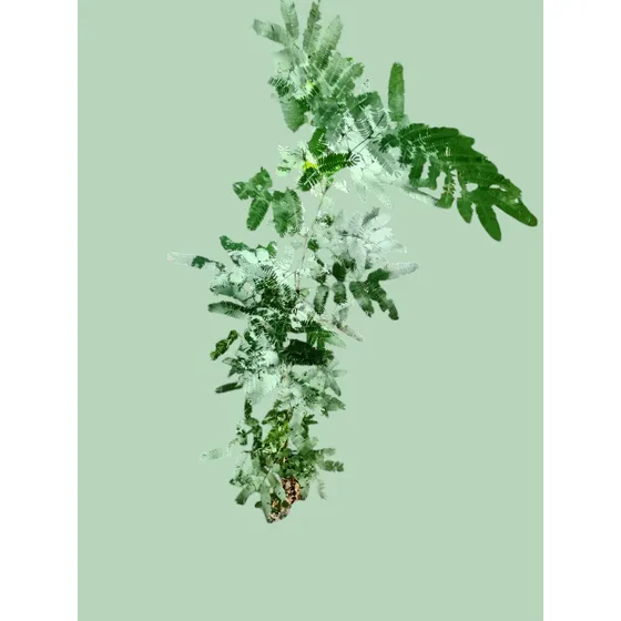 Acacia De Constantinopla