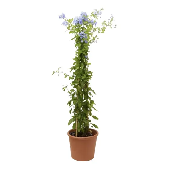 Planta Jazmín Del Cielo - Ideal Exterior