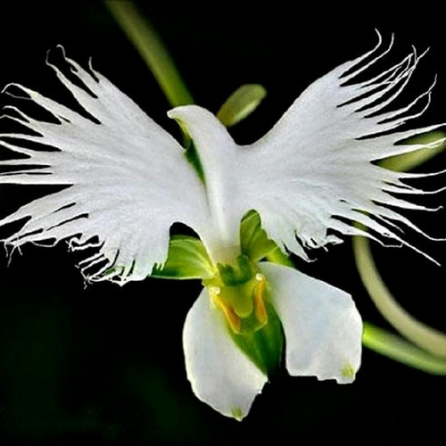Semillas De Flor Orquídea Paloma O Habenaria Radiata