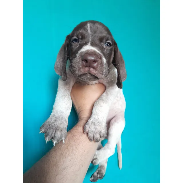 Cachorros Braco Aleman