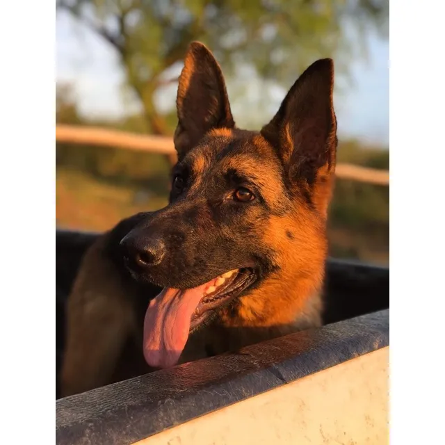 Cachorra Pastor Alemán, Pelo Negro.