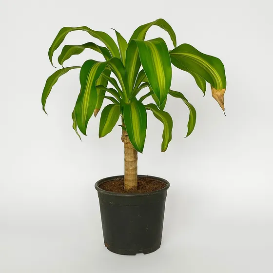 Dracena Fragans 3l | Vivero Kaki