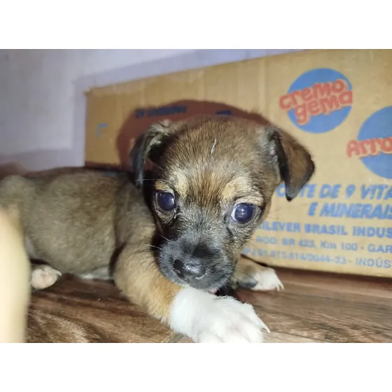 Cachorro Filhote Chihuahua