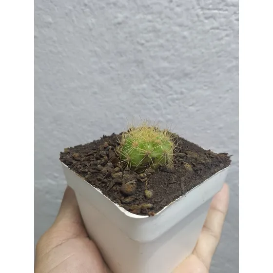 Cactus Pequeños Para Regalo O Decoración De Interiores