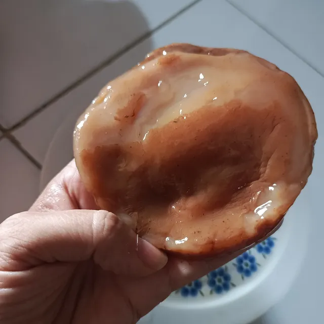 Scoby - Kombucha
