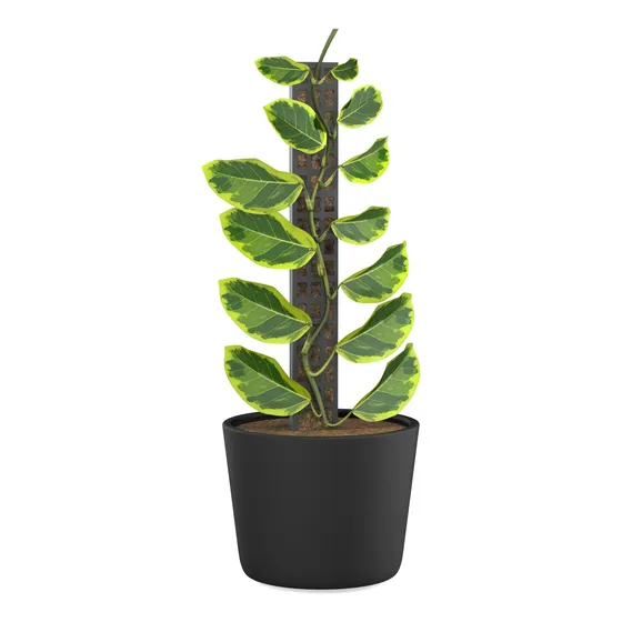 Tutor De Musgo Para Plantas Plástico Cilíndrico Bajo