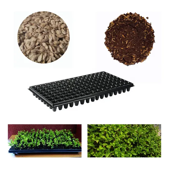 Kit De Semillas Limonsillo/sustrato/bandeja Para 128 Plantas