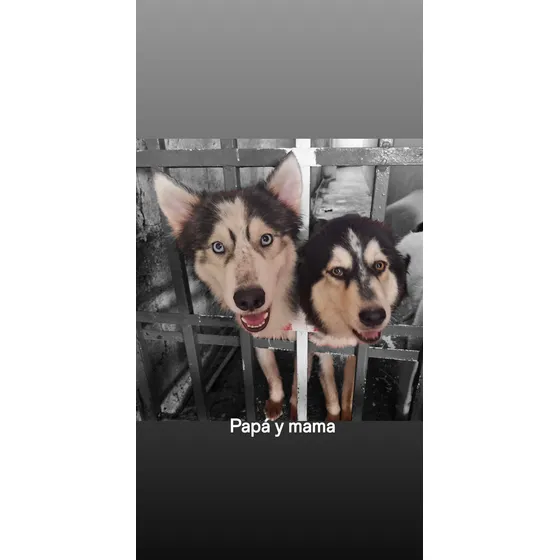 Perros Husky