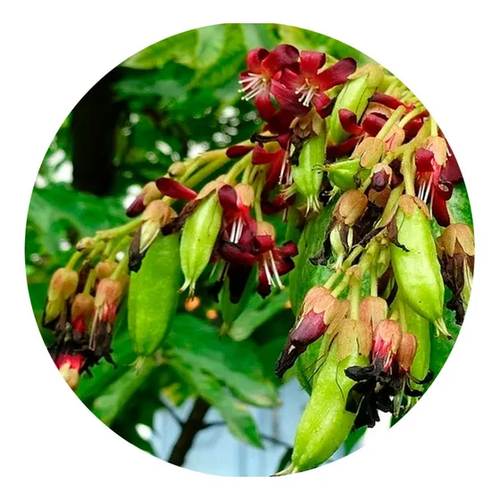 Muda De Limão Biri-biri (limão Caienas Japonês) Bilimbi