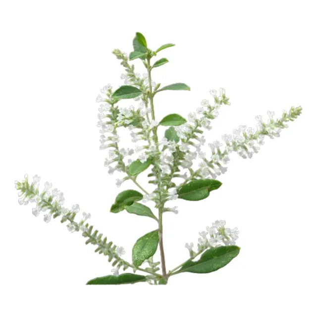 Cedrón De Monte Azahar Aloysia Gratissima Aromática Nativa