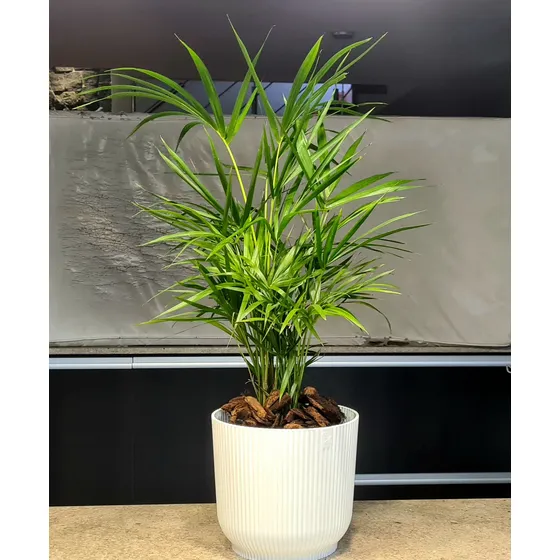 Palmera Palmito En Maceta Modelo Milán Blanca