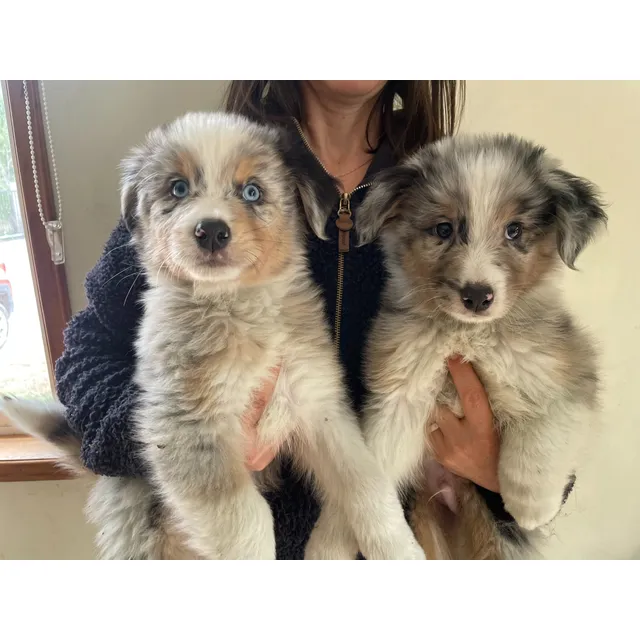 Lindo Cachorros Pastor Australianos Inscritos En El Kcc Blue Merle