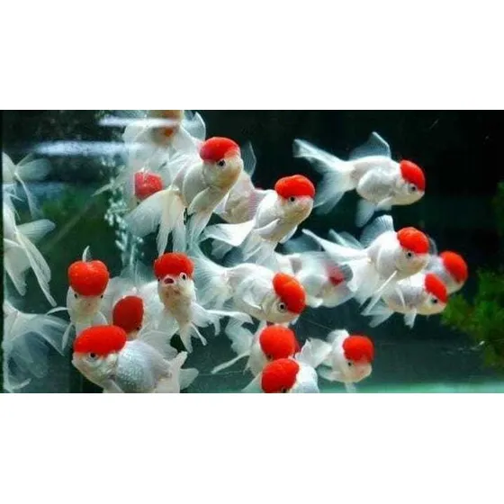 Kinguio Oranda Red Cap, Aquários E Lagos, Rio De Janeiro 