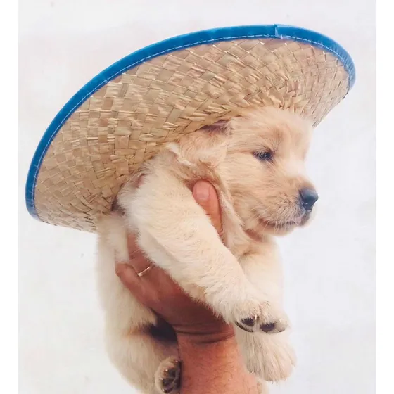 Filhote Golden Retriever Macho