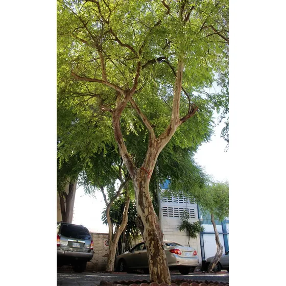 Arbol De Arrayan (luma Apiculata) Mas Semillas
