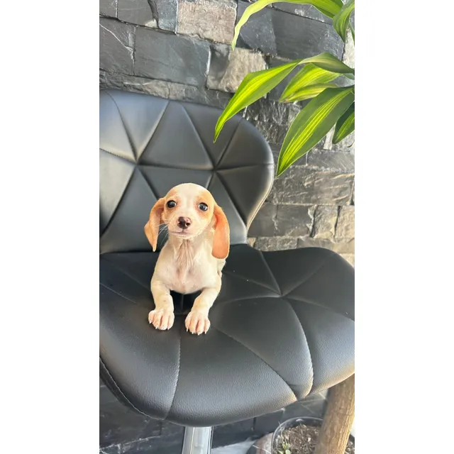 Cachorros Salchicha Hembra Y Macho En Remate Vip 4 Mesesitos