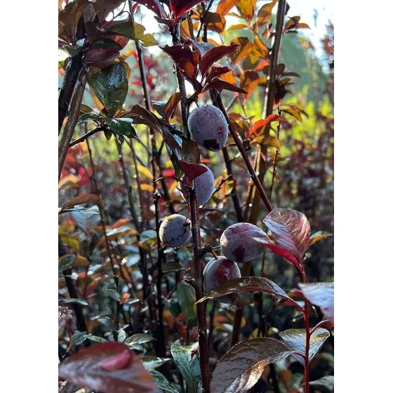 Arbol De Ciruelas Genovesa Frutos Y Hojas Rojas 