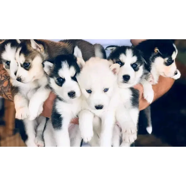 Cachorros Husky Siberiano 2 Meses De Nacidos, Vacunados