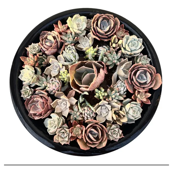 Arreglo Suculentas Regalo / Maceta 40 Cms