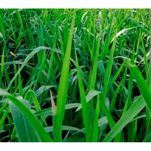 Pasto Guinea Miyagui Y Pasto Brachiaria Híbrido Cayman