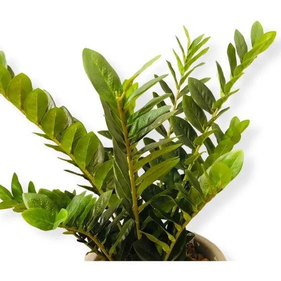 Planta Artificial Zamioculca Árvore Da Fortuna Sem Vaso