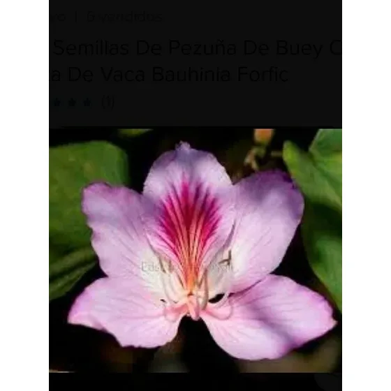 Semillas Pata De Buey De Flores Blancas . Rosadas Y Fucsia 