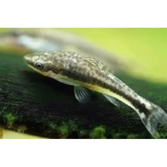 Pct. C/ 10 Peixes Limpa Vidro Pitbull - Água Doce - Aquário 