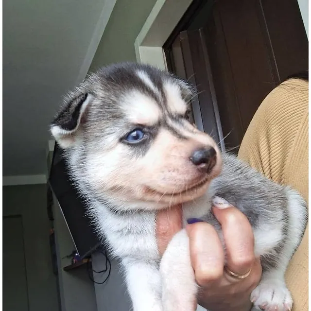 Huskies Siberianos O Lobos