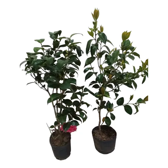 Planta Camelia Envío Gratis 