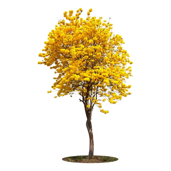 Muda De Ipê Amarelo 